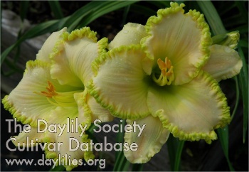 Daylily Emerald Dream